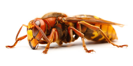 Hornisse (Vespa crabro)