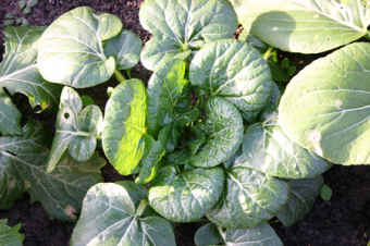 Mini-Pak Choi-Sorte ‘Misome’