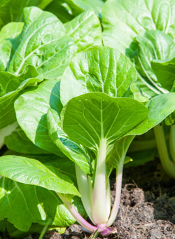 Pak Choi