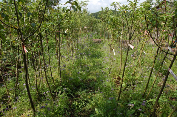 Alte Obstsorten