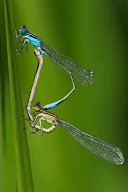 Große Pechlibelle