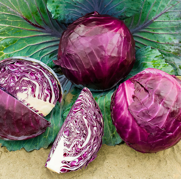 Rotkohl ‘Lodero’ F1