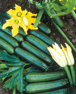 Zucchinisorte ‘Leila’