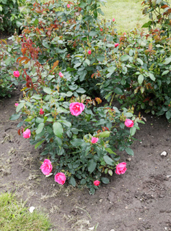 Rose ‘Gartenfreund®’