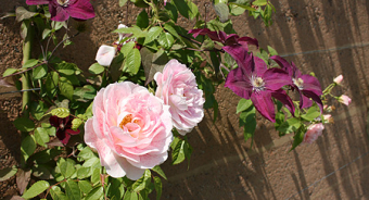 Kletterrosen und Waldreben