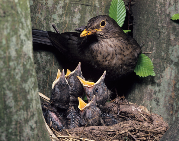 Amsel im Nest
