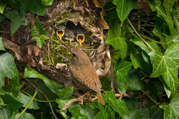 Aufwendiger Nestbau