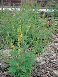 Allergene Ambrosie