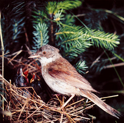 Dorngrasmücke am Nest