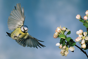 Blaumeise im Anflug