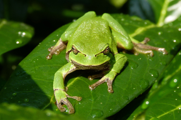 Laubfrosch braucht Hilfe