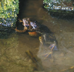 Grasfrosch Paarung