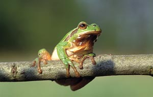 Laubfrosch und Co.