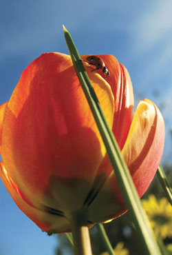 Tulpe mit Marienkäfer