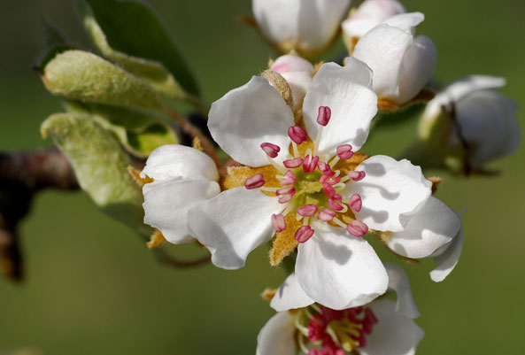 Apfelblüten