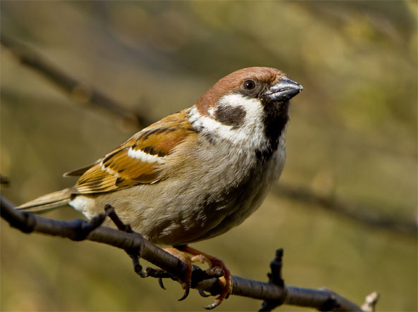 Vögel zieht  es in die Stadt
