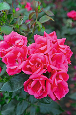 Rose ‘Gartenfreund®’