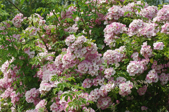 Kletterrose ‘Apple Blossom’