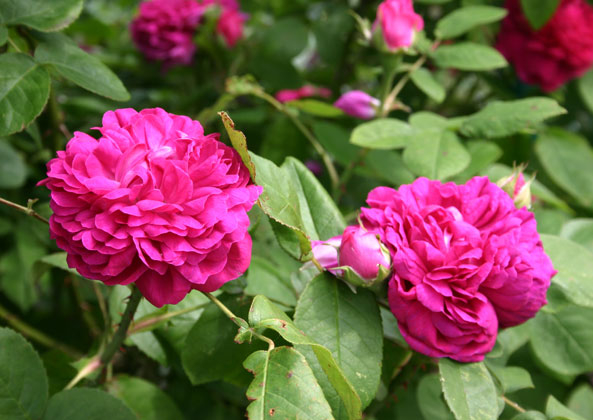 Damaszener­rose ‘Rose de Resht’