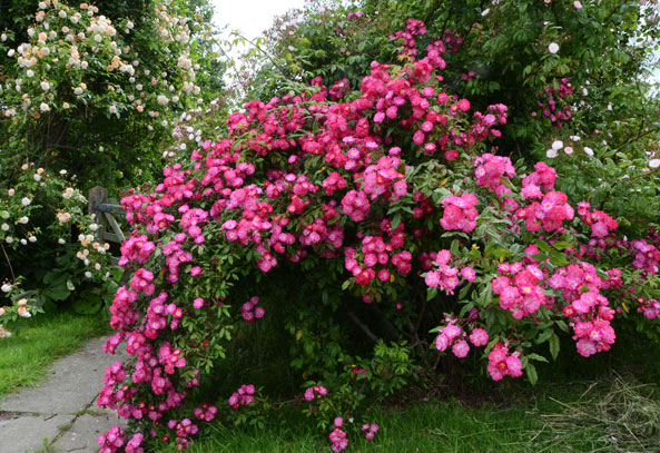 Naturnahe Gartenrose ‘Dentelles de Bruxelles’