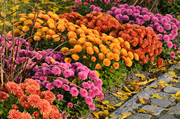 Chrysanthemen