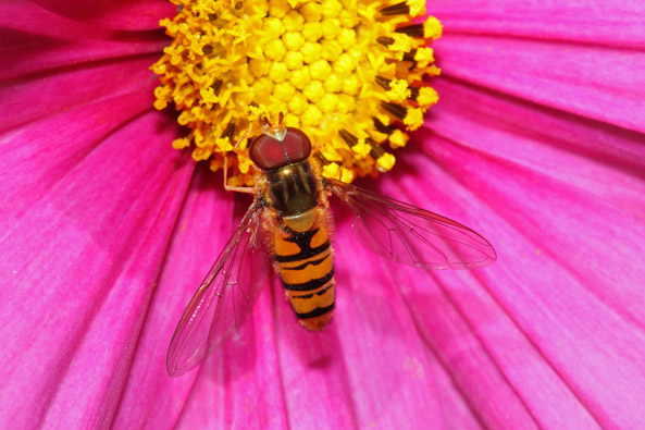 Hainschwebfliege