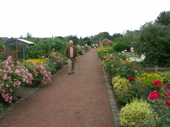 Blühende Stauden und Rosen am Wegesrand