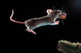 Waldmaus im Sprung
