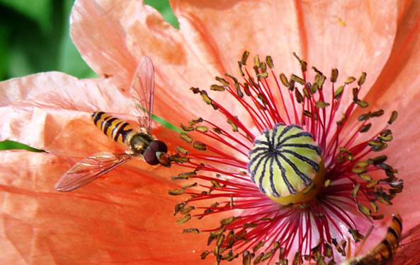 Hainschwebfliege an Mohnblüten