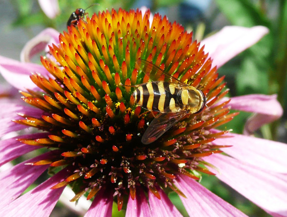 Große Schwebfliege