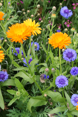 Ringelblumen und Kornblumen