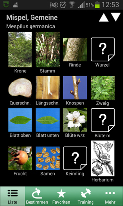 Forest – Bäume und Sträucher