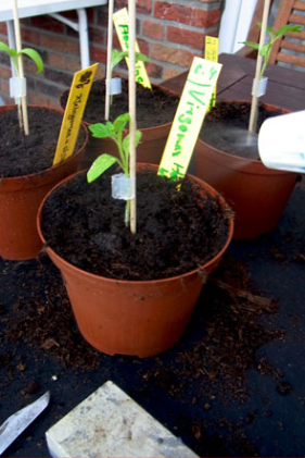Tomaten: Keramikstäbchen geben den Halt