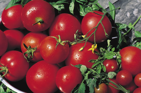 Tomaten: Keramikstäbchen geben den Halt