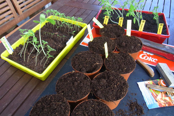 Tomaten: Keramikstäbchen geben den Halt