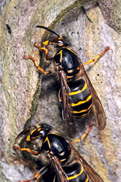 Sächsische Wespe