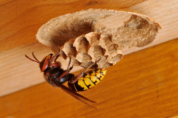 Hornisse beim Nestbau