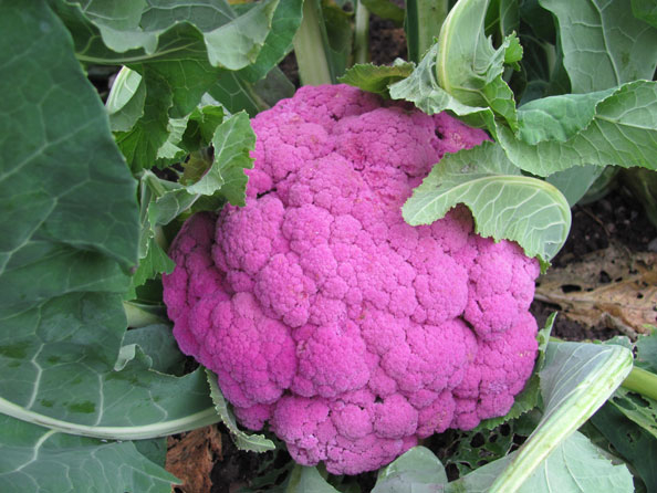 Grünkohl und Rosenkohl