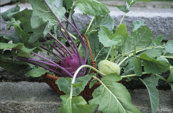 Gesund und vielseitig