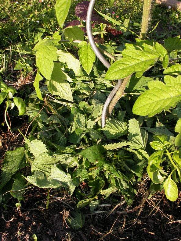 Brennnesselmulch für Tomaten