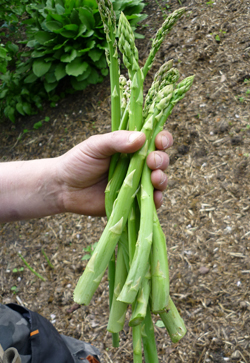 Grünspargel