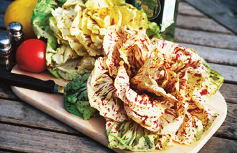 Radicchio ‘Variegato di Castelfranco’