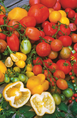 Vielfalt an Tomaten