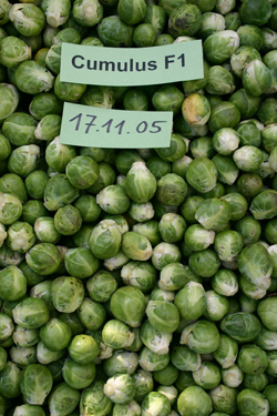 Frischer Rosenkohl