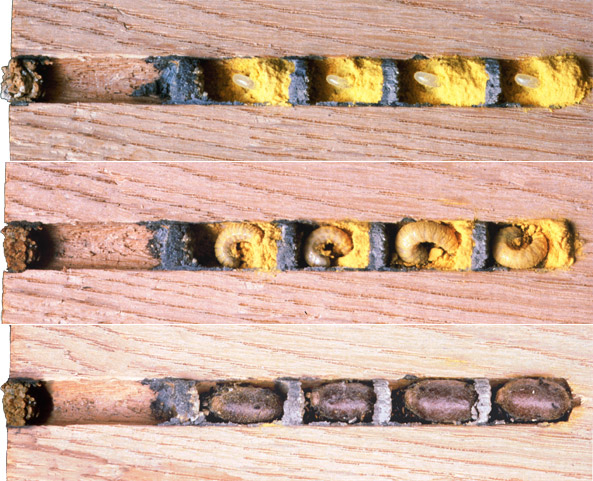 Entwicklung der Roten Mauerbiene