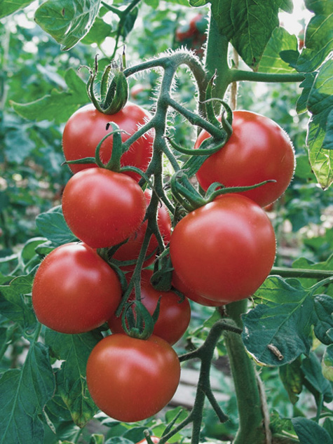 Tomaten