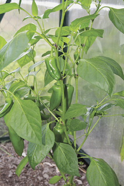 Paprika Pflanze
