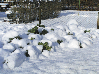 Grünkohl im eigenen Garten