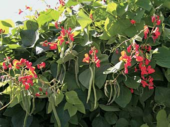 Blüten, Bienen, Bohnen