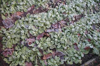 Feldsalat vor Frost schützen